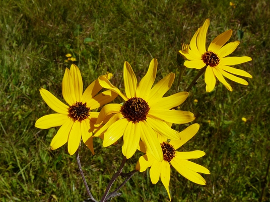 {Helianthus atrorubens}